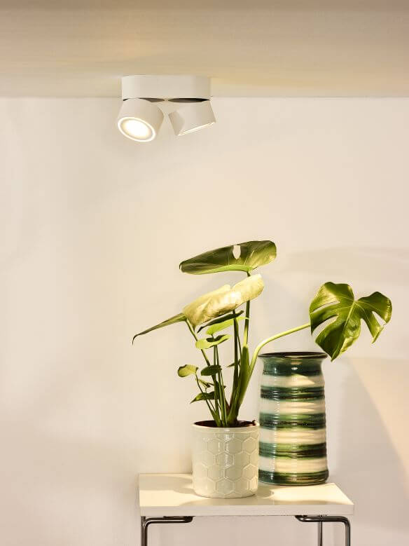 Vue d'ensemble du plafonnier et de la plante dans un intérieur clair