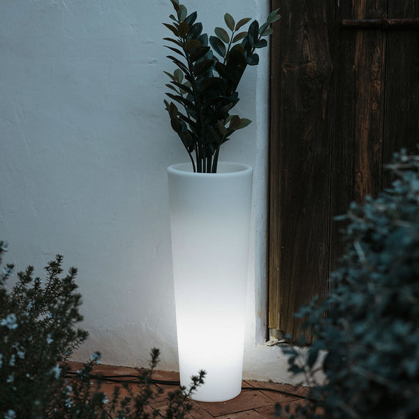 Ficus cylindrical illuminated planter