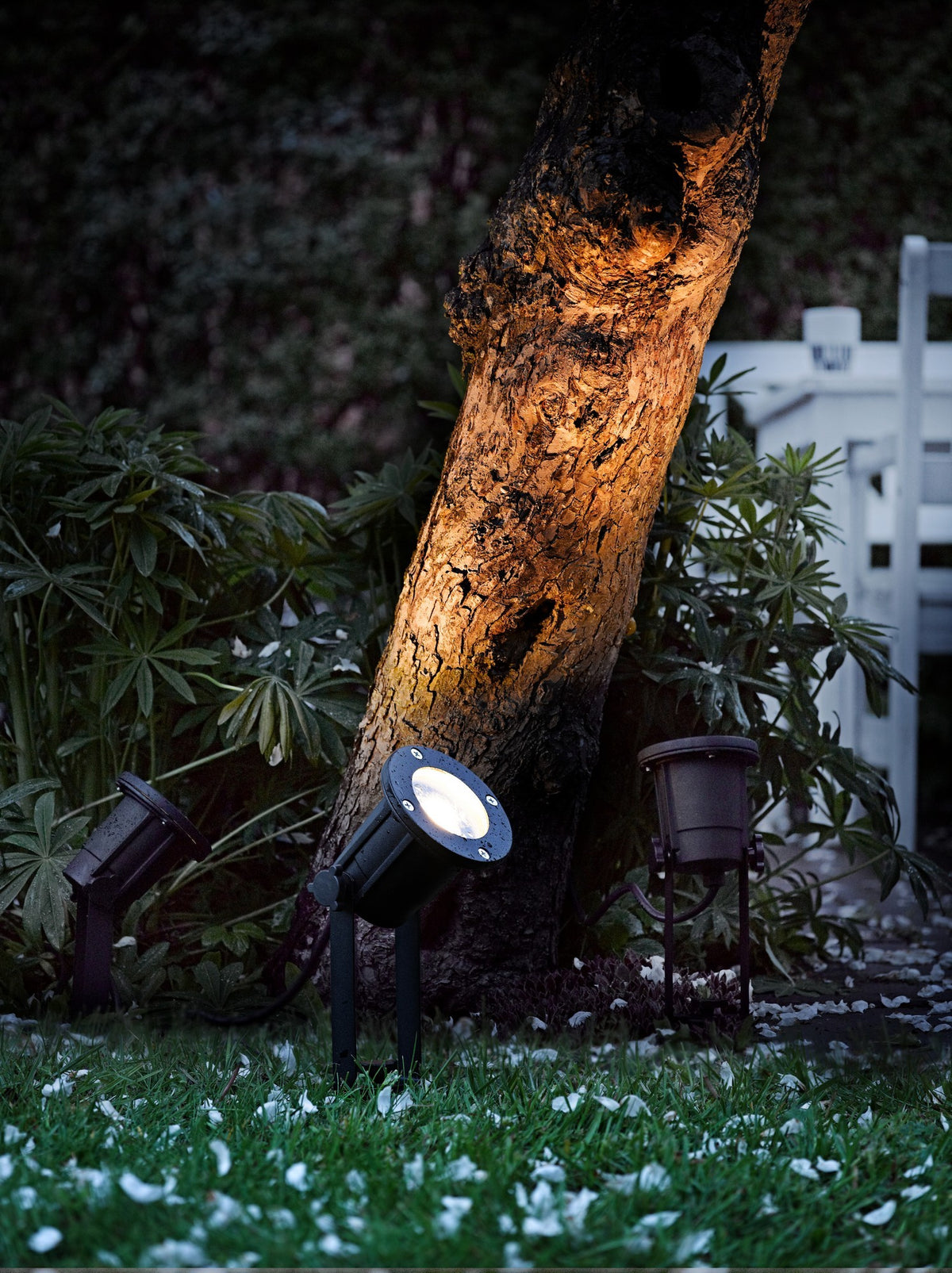 Trois projecteurs au sol illuminent un tronc d'arbre à la nuit tombante